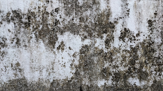 Mold